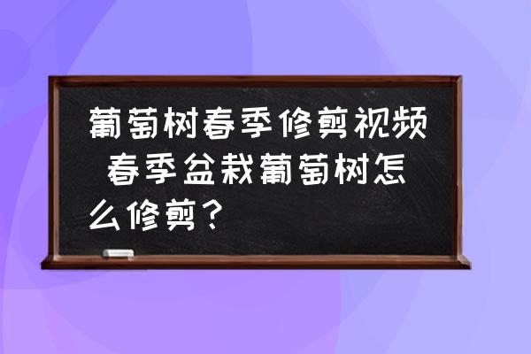 葡萄樹春季修剪視頻 春季盆栽葡萄樹怎么修剪？